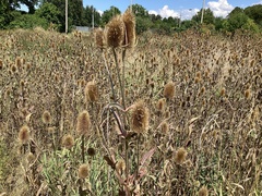 Dipsacus fullonum