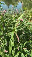 Persicaria maculosa