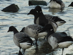 Branta bernicla