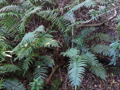 Blechnum