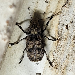 Euparius marmoreus