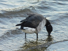 Branta bernicla