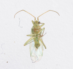 Blepharidopterus diaphanus