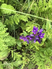Campanula glomerata