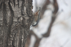 Sitta carolinensis