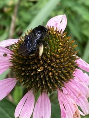 Melissodes bimaculatus