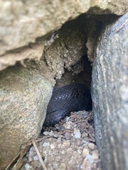 Nerodia sipedon sipedon