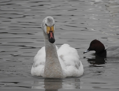 Cygnus columbianus bewickii