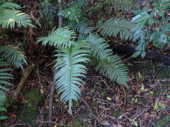 Blechnum