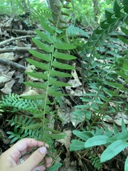 Polystichum acrostichoides