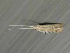 Coleophora