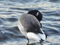 Branta bernicla