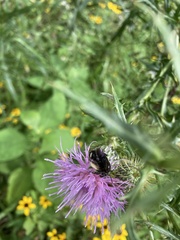 Melissodes bimaculatus