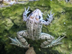 Pelophylax perezi