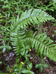 Polystichum acrostichoides