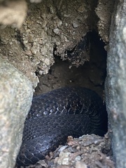 Nerodia sipedon sipedon