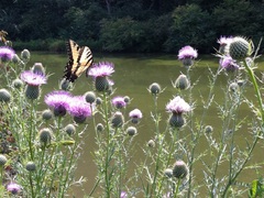 Cirsium discolor