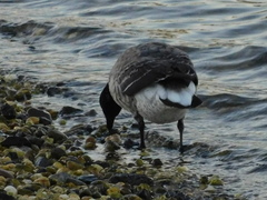 Branta bernicla