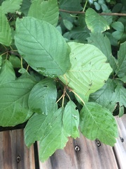 Alnus serrulata