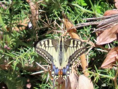 Papilio machaon