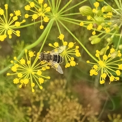 Eristalis arbustorum