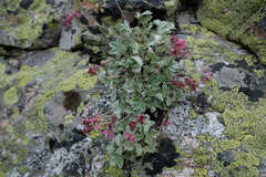 Potentilla divina