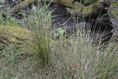 Juncus conglomeratus