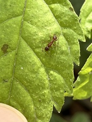 Myrmica