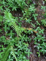 Polystichum acrostichoides