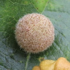 Philonix fulvicollis