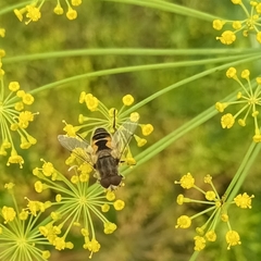 Eristalis arbustorum