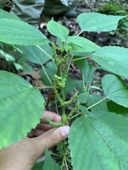 Boehmeria cylindrica