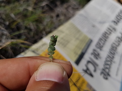 Euphorbia villifera