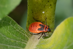 Pyrrhocoris apterus