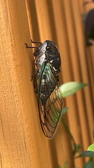 Neotibicen lyricen