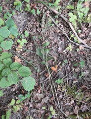 Epipactis helleborine