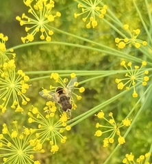 Eristalis arbustorum