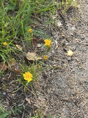 Scorzoneroides autumnalis