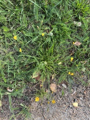 Scorzoneroides autumnalis