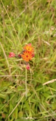 Pilosella aurantiaca