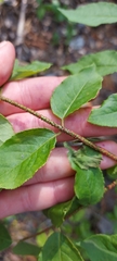 Euonymus verrucosus