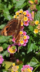 Junonia neildi varia