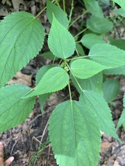 Boehmeria cylindrica