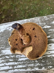 Gyroporus castaneus