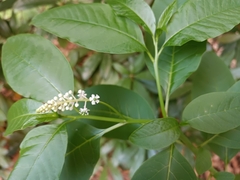 Phytolacca americana
