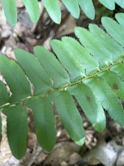 Polystichum acrostichoides