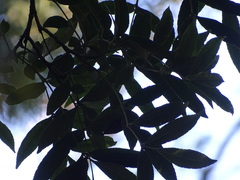 Zanthoxylum davyi