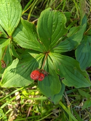 Cornus canadensis