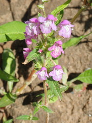 Galeopsis ladanum