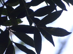 Zanthoxylum davyi